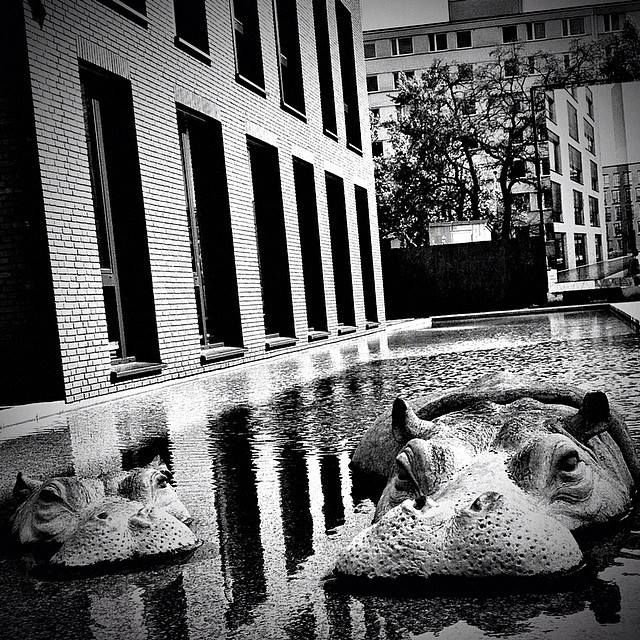 5 - Majklb - Hippo still life
