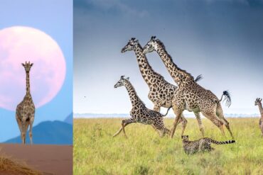 Soutěž Remembering Wildlife vybrala 20 nejlepších fotek žiraf